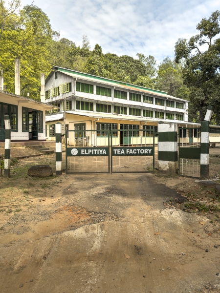 Elpitiya Tea Estate Image